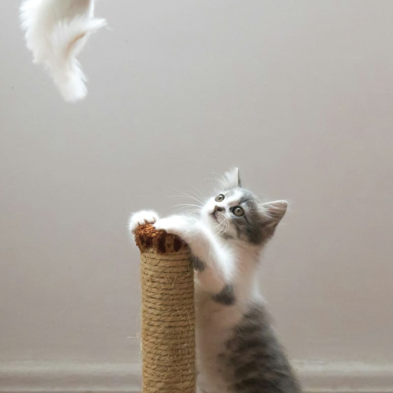 Pet-Food-And-Supplies